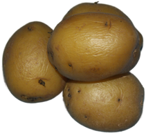 Kartoffeln gekocht