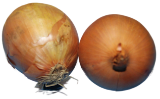 Zwiebel
