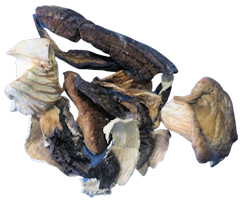 Waldpilze