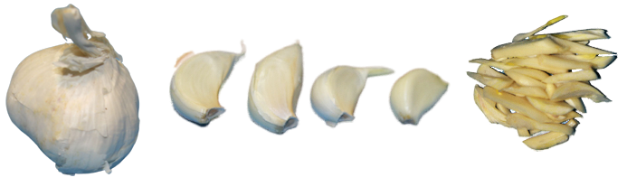 Knoblauch